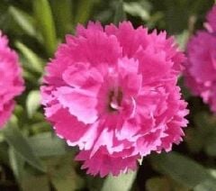Çin Pembesi Dianthus Çiçeği Tohumu(50 Tohum)