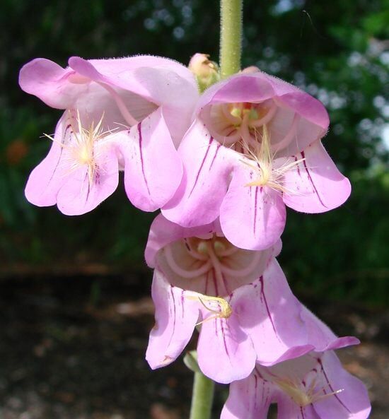 Ağlayan Pembe Renkli Penstemon Çiçeği Tohumu(100 Tohum)
