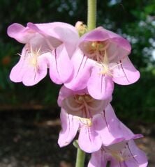 Ağlayan Pembe Renkli Penstemon Çiçeği Tohumu(100 Tohum)