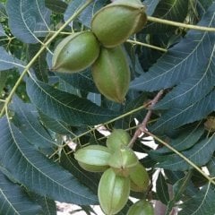 Tüplü Nadir Bulunan Leziz Pikan Sahil Cevizi Fidanı