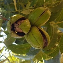 Tüplü Nadir Bulunan Leziz Pikan Sahil Cevizi Fidanı