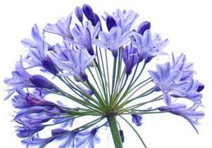 Agapanthus Afrika Nil Süseni Şefkat Çiçeği Tohumu (5 Tohum)