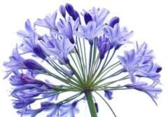 Agapanthus Afrika Nil Süseni Şefkat Çiçeği Tohumu (5 Tohum)