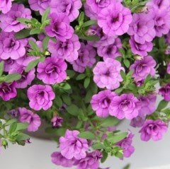 Calita Pembe Katmerli Double Pink Calibrochoa Çiçeği Fidesi (2 adet)