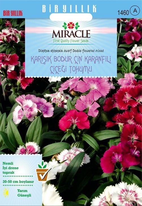 Miracle Karışık Renkli Bodur Çin Karanfili Çiçeği Tohumu (100 Tohum)