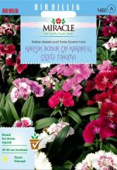 Miracle Karışık Renkli Bodur Çin Karanfili Çiçeği Tohumu (100 Tohum)