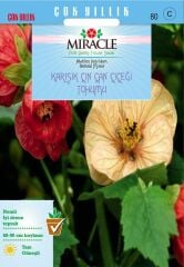 Miracle Karışık Renkli Çin Çan Çiçeği Tohumu (50 Tohum)