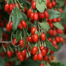 Goji Berry Kurt Üzümü Tohumu (20 Tohum)