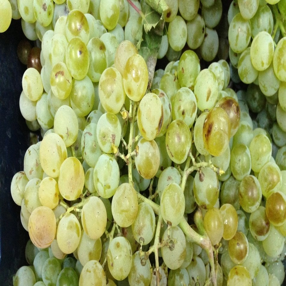 Tüplü Sofralık İtalia Üzüm Fidanı