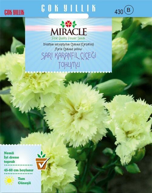 Miracle Marie Chabaud Sarı Karanfil Çiçeği Tohumu (190 Tohum)