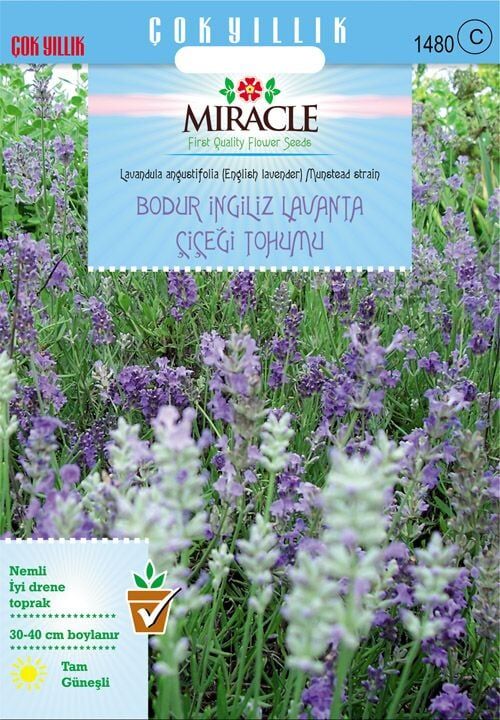 Miracle Munstead Strain Bodur İngiliz Lavanta Çiçeği Tohumu (95 Tohum)