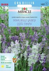 Miracle Munstead Strain Bodur İngiliz Lavanta Çiçeği Tohumu (95 Tohum)