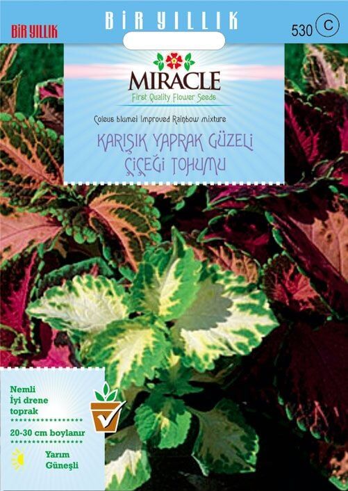 Miracle Karışık Renkli Kolyos (Coleus) Yaprak Güzeli Çiçeği Tohumu(100 Tohum)