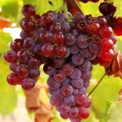 Tüplü Kırmızı Salkım Globe Üzüm Fidanı