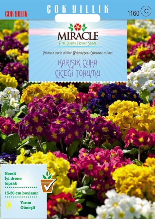 Miracle Karışık Renkli Onbir Ay Çuha Çiçeği Tohumu (50 Tohum)