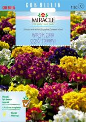 Miracle Karışık Renkli Onbir Ay Çuha Çiçeği Tohumu (50 Tohum)