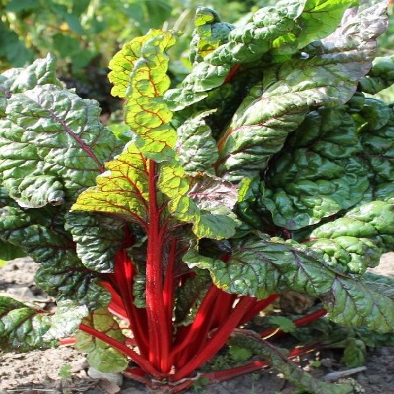 Kırmızı Pazı Tohumu (35 tohum)