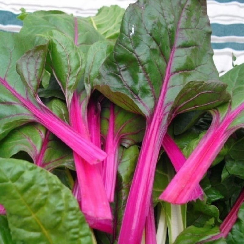 Pembe Lipstick Pazı Tohumu (35 tohum)