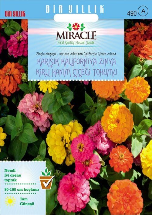 Miracle Karışık Kaliforniya Zinya Kirli Hanım Çiçeği Tohumu (50 Tohum)
