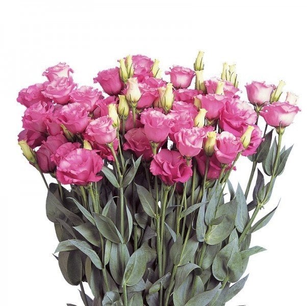 Katmerli Papillon Pink Blush Lisianthus Çiçeği Tohumu(5 tohum)