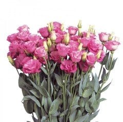 Katmerli Papillon Pink Blush Lisianthus Çiçeği Tohumu(5 tohum)