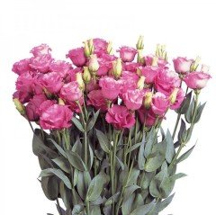 Katmerli Papillon Pink Blush Lisianthus Çiçeği Tohumu(50 tohum)