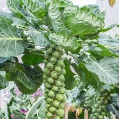 Brüksel Lahana Fidesi (5 Adet)