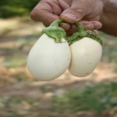 Yeni Çeşit Casper Beyaz Patlıcan Tohumu (9 Tohum)