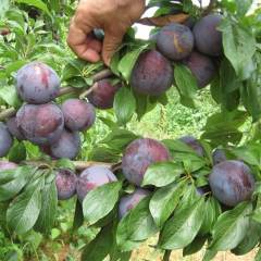 Tüplü Aşılı Kokulu Black Beauty Japon Erik Fidanı
