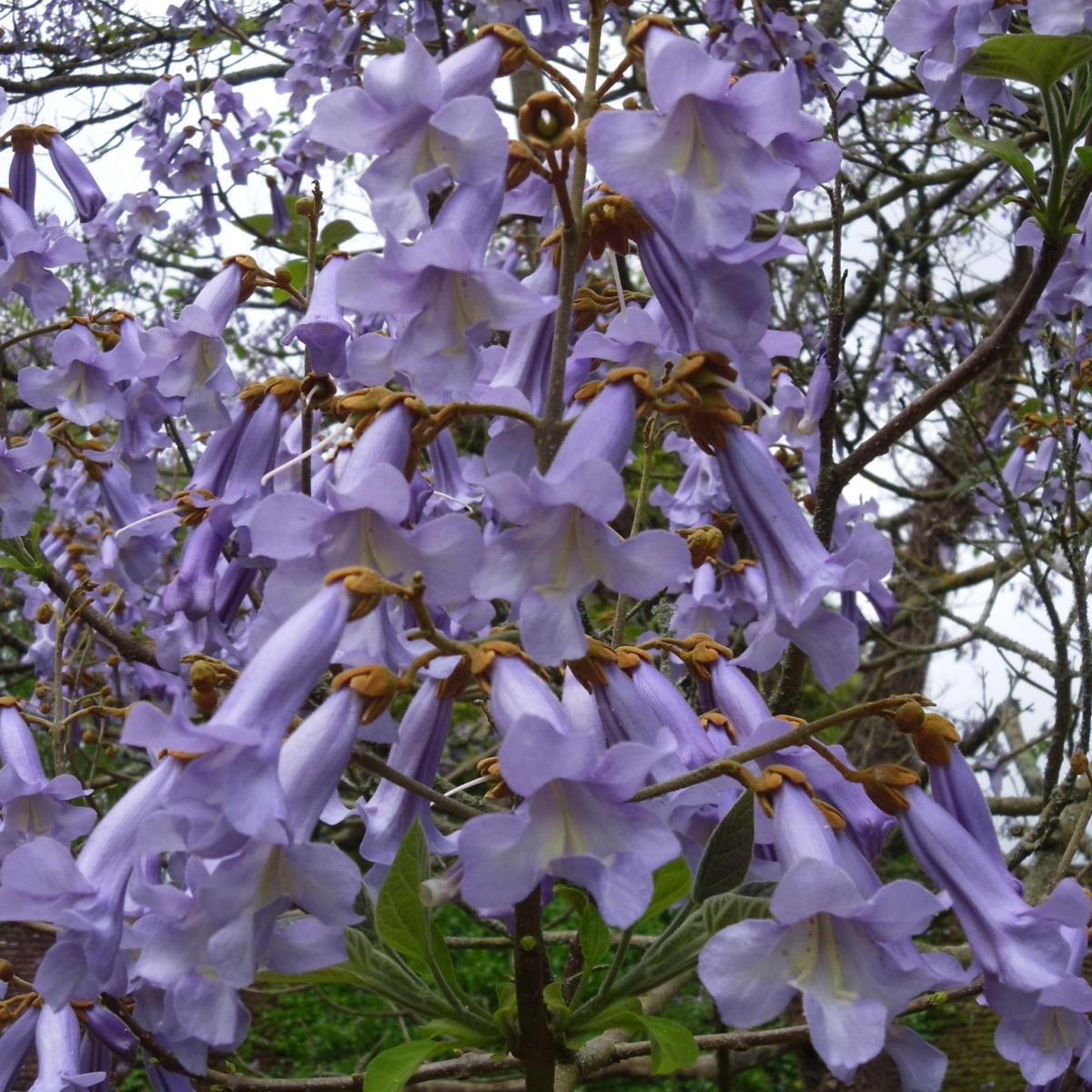 Saksıda Yoğun Kokulu Paulownia Tomentosa Fidanı (80-130 cm)