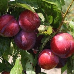 Tüplü Aşılı Çok İri Meyveli Autumn Giant Erik Fidanı
