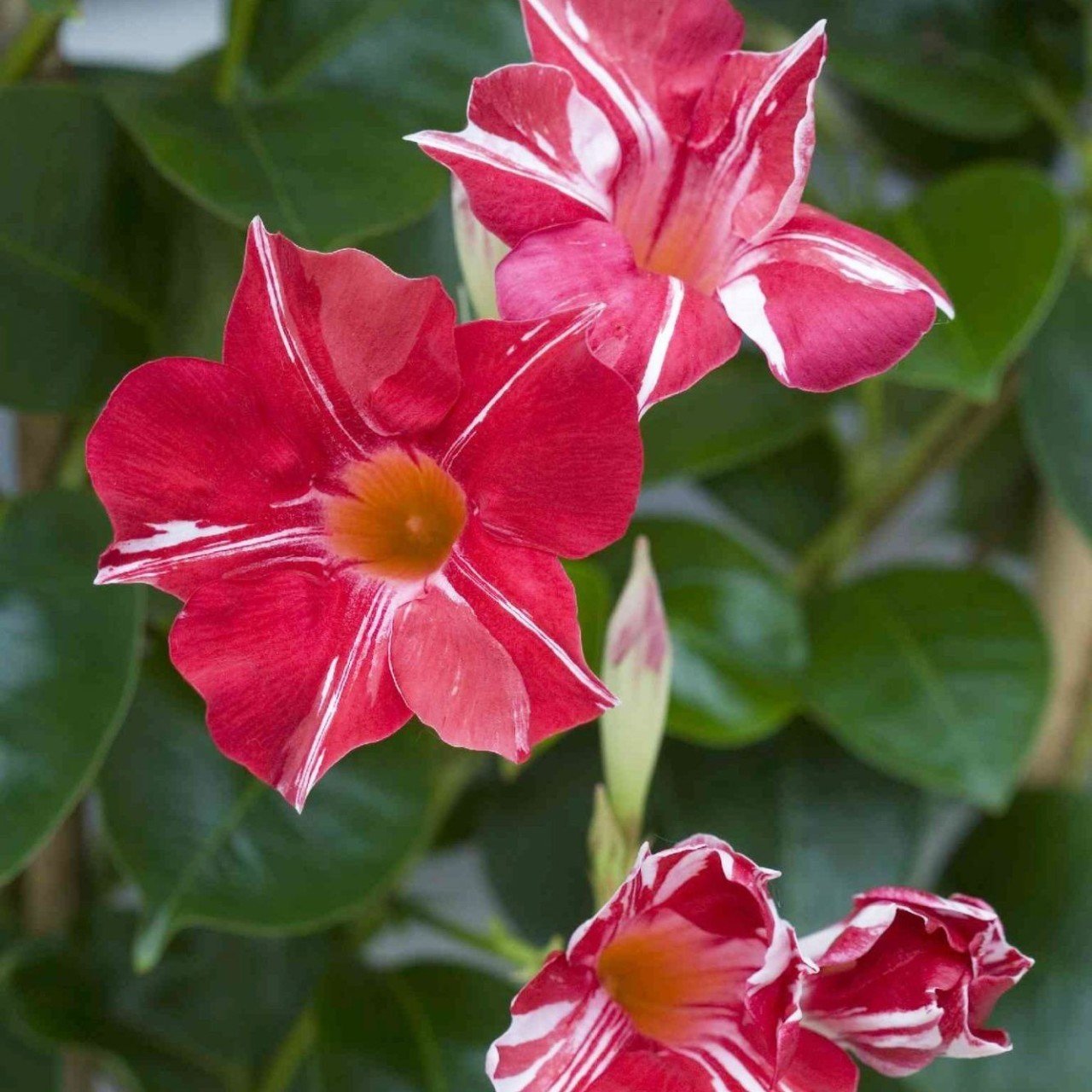 Tüplü Nadir Stars and Stripes Mandevilla Çiçeği Fidanı