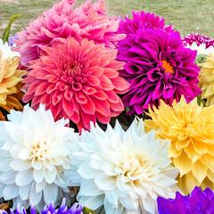 Mixed Dahlia Yıldız Çiçeği Yumrusu (5 adet )