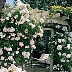 Çok Yaşlı Soğuklara Dayanıklı Kokulu Yediveren Bride Crown Beyaz Sarmaşık Gül Fidanı(120-200 CM)