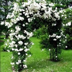 Çok Yaşlı Soğuklara Dayanıklı Kokulu Yediveren Bride Crown Beyaz Sarmaşık Gül Fidanı(120-200 CM)