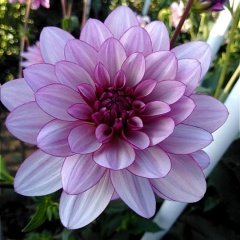 Dev Çiçekli Lauren Michele Dahlia Yıldız Çiçeği Yumrusu (1 adet )