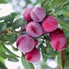 Tüplü Aşılı Verimli Kokulu Santa Rosa Japon Erik Fidanı