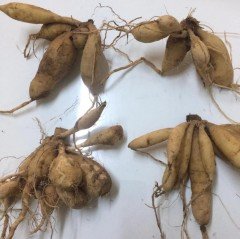 Dev Çiçekli Annapurna Dahlia Yıldız Çiçeği Soğanı Yumrusu (1 adet )