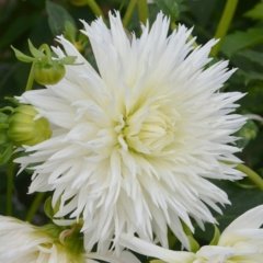 Dev Çiçekli Annapurna Dahlia Yıldız Çiçeği Soğanı Yumrusu (1 adet )