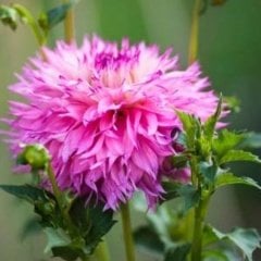 Dev Çiçekli Alauna Atalante Dahlia Yıldız Çiçeği Yumrusu (1 adet )