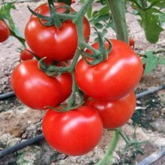 Yüksek Verimli Özel Ayaş Domatesi Fidesi (5 Adet)