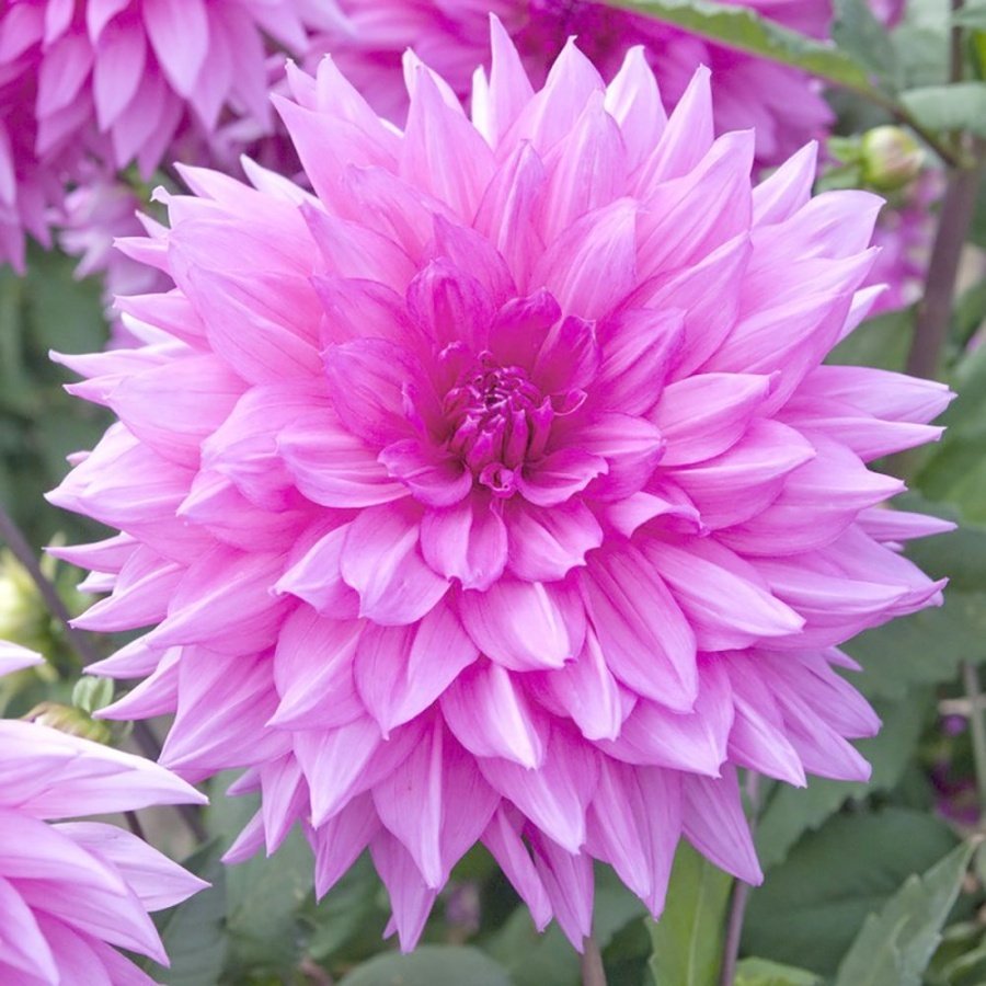 Dev Çiçekli Minouche Dahlia Yıldız Çiçeği Yumrusu (1 adet )