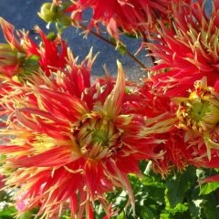 Dev Çiçekli Show 'n' tell Dahlia Yıldız Yumrusu (1 adet )