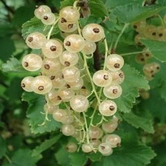 Tüplü Aromalı Beyaz Frenk Üzümü Fidanı