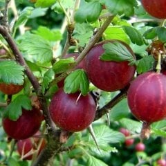 Tüplü Aromatik Kırmızı Bektaşi Üzümü Fidanı