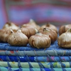 Gladiolus Purple Swan Glayör Çiçeği Soğanı (2 adet)