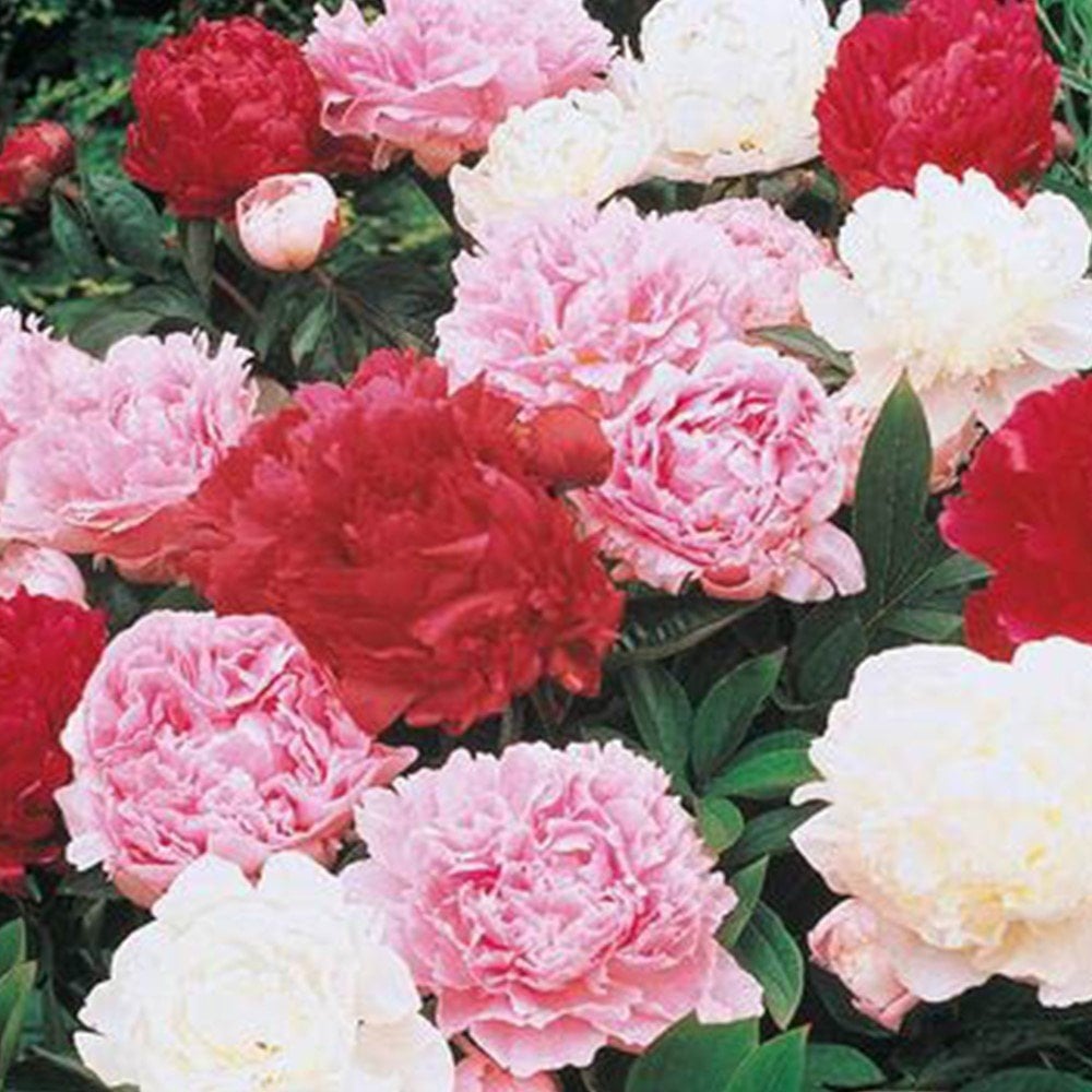Peonies Festiva Maxima Mix Şakayık Çiçeği Yumrusu(3 Adet)