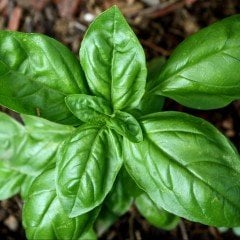 Green Wings Yeşil Yapraklı Fesleğen Fidesi (5 adet)