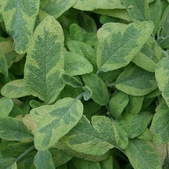 Alacalı Sarı Yeşil Ada Çayı Fidesi (Salvia Officinalis Goldblatt) (3 adet)
