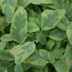 Alacalı Sarı Yeşil Ada Çayı Fidesi (Salvia Officinalis Goldblatt) (3 adet)
